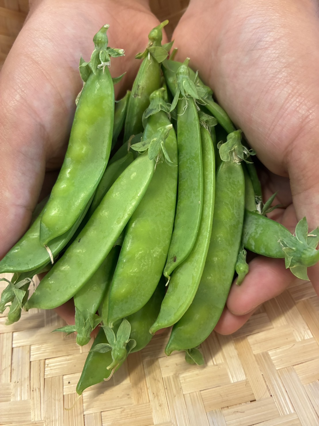 数量限定！旬の採れたて野菜セット